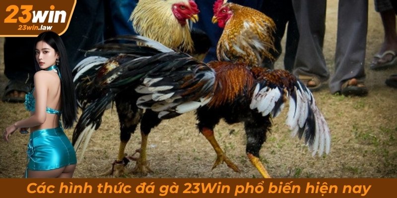 Các hình thức đá gà 23Win phổ biến hiện nay