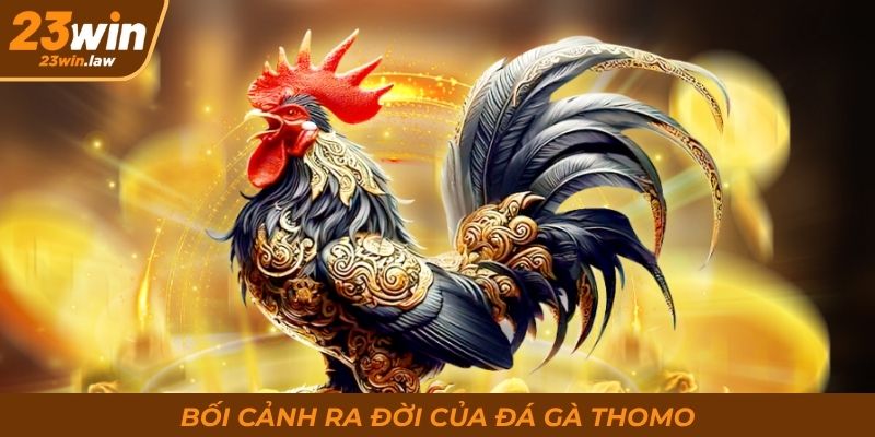 Bối cảnh ra đời của đá gà Thomo