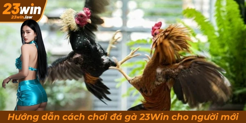 Hướng dẫn cách chơi đá gà 23Win cho người mới