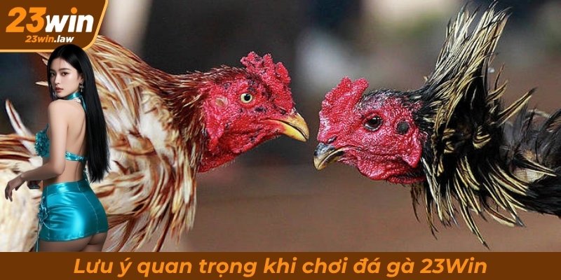 Lưu ý quan trọng khi chơi đá gà 23Win