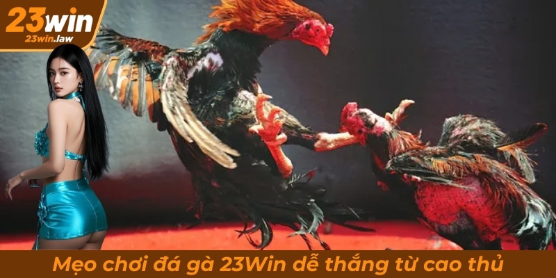 Mẹo chơi đá gà 23Win dễ thắng từ cao thủ