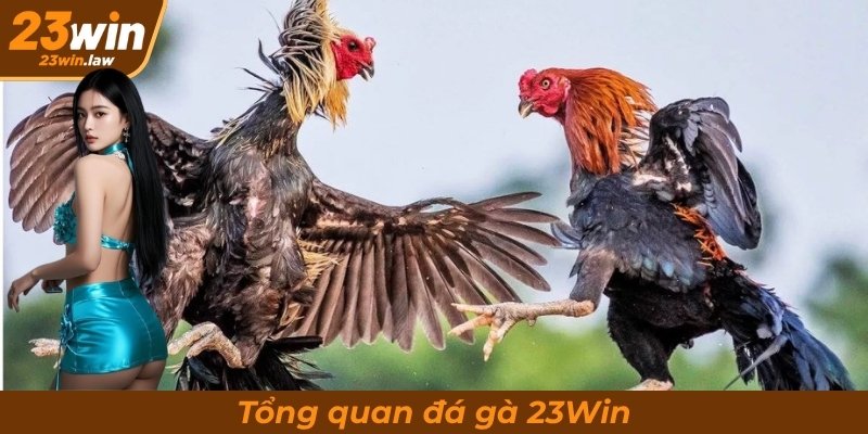 Tổng quan đá gà 23Win