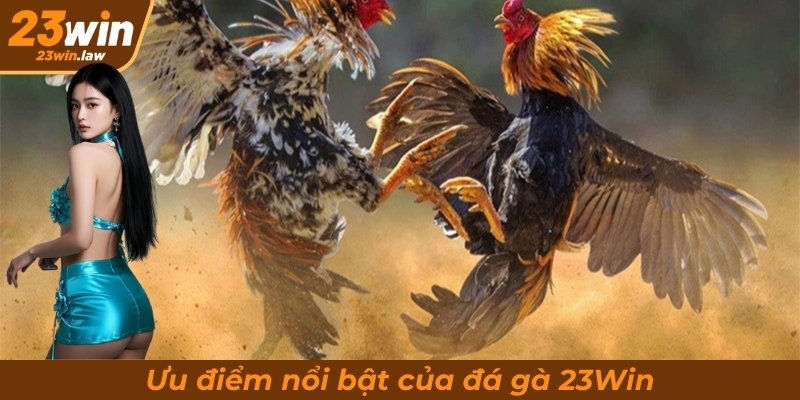 Ưu điểm nổi bật của đá gà 23Win